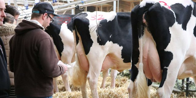 Gesunde Kühe mit guter Milchleistung, gutem Fundament und tiefen Zellgehalten in der Milch seien aktuell sehr gesucht. (Symbolbild Ruth Aerni)