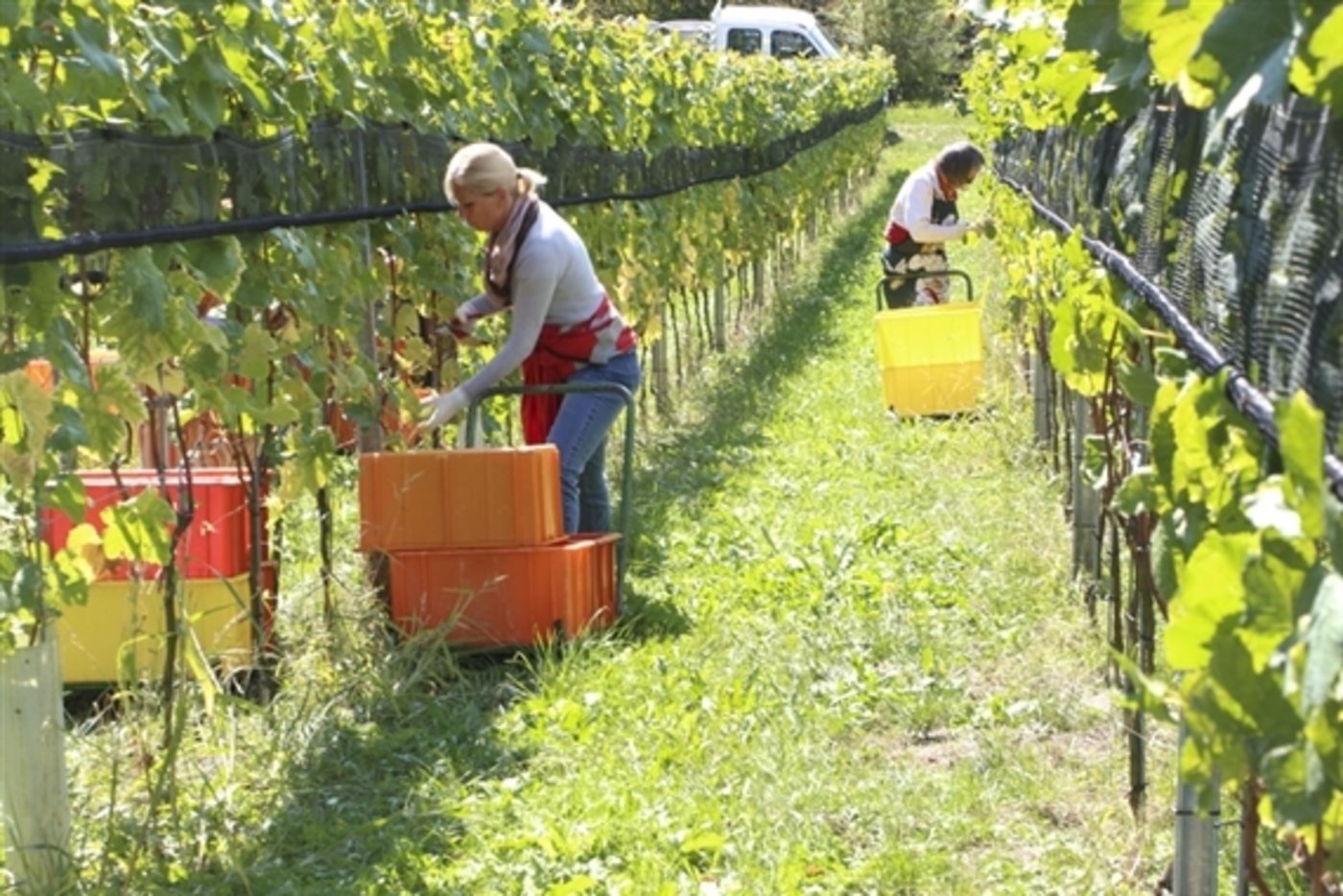 Vielerorts konnten doch mehr Trauben geerntet werden, als wegen des Frostes befürchtet wurde. (Bild/BauZ)