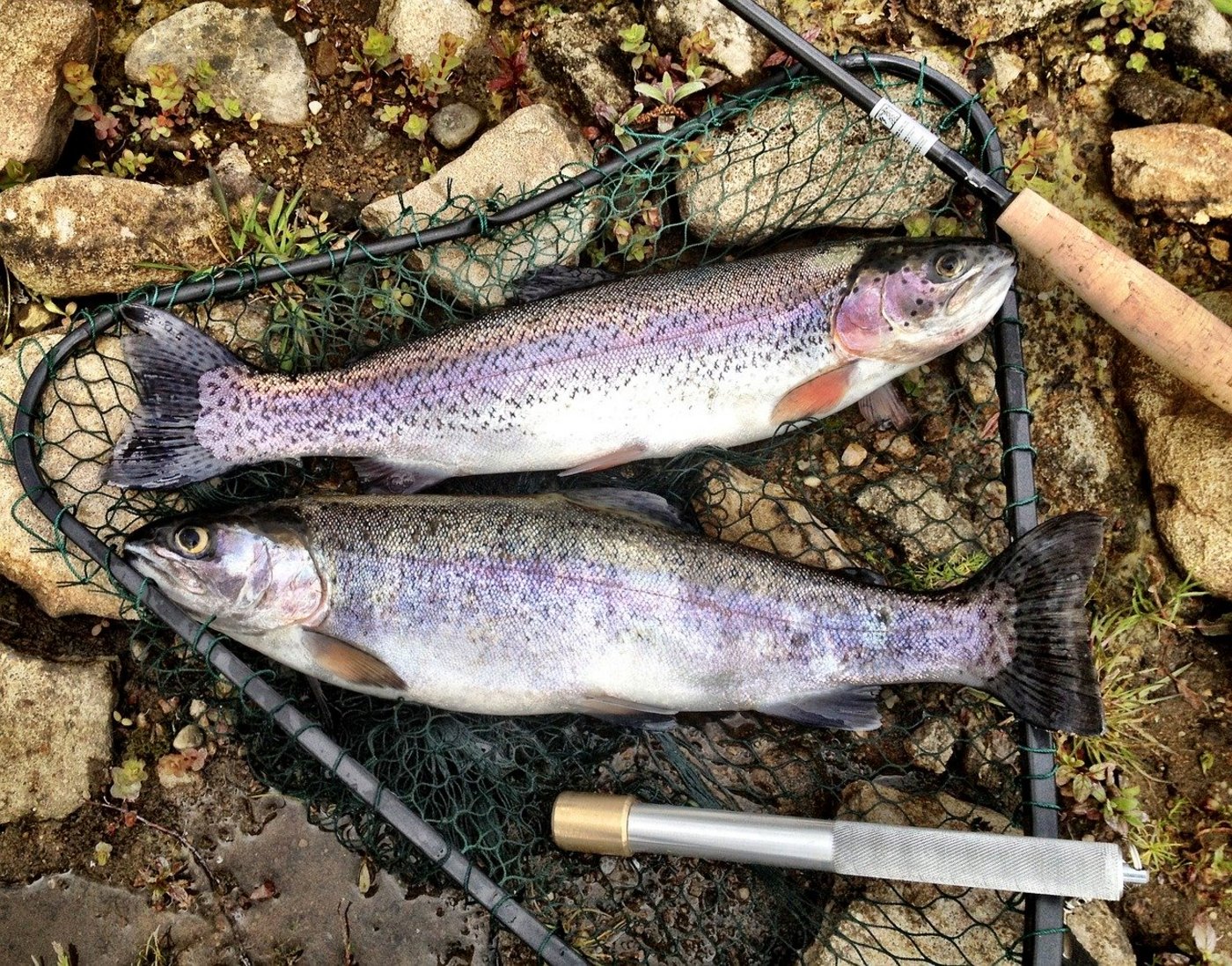Ob als Sushi, Filet, selbst gefangen oder in Fischstäbchen – Fisch ist weltweit beliebt. (Bild Pixabay)