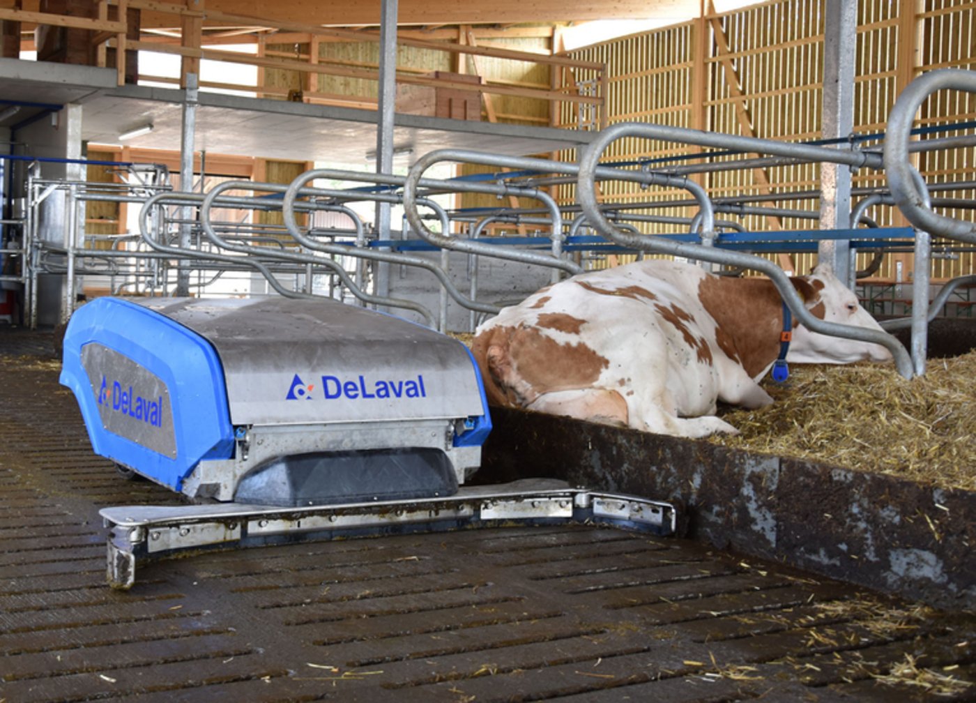 Der Entmistungsroboter sorgt im Stall für mehr Sauberkeit. (Bild DeLaval)