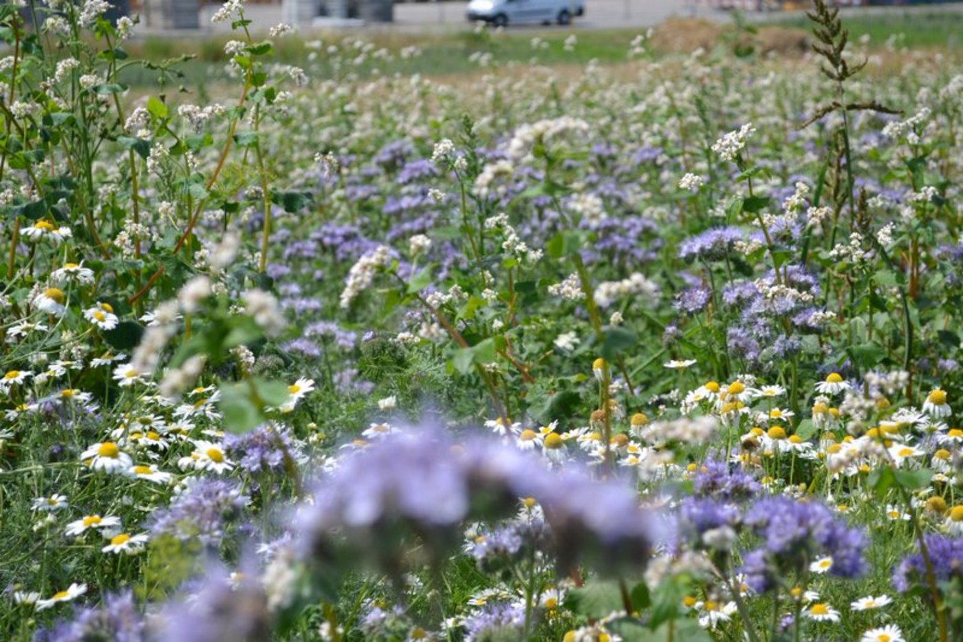 Als grösste Gefahren wahrgenommen werden der Rückgang der Biodiversität und der Klimawandel. (Bild Jasmine Baumann)