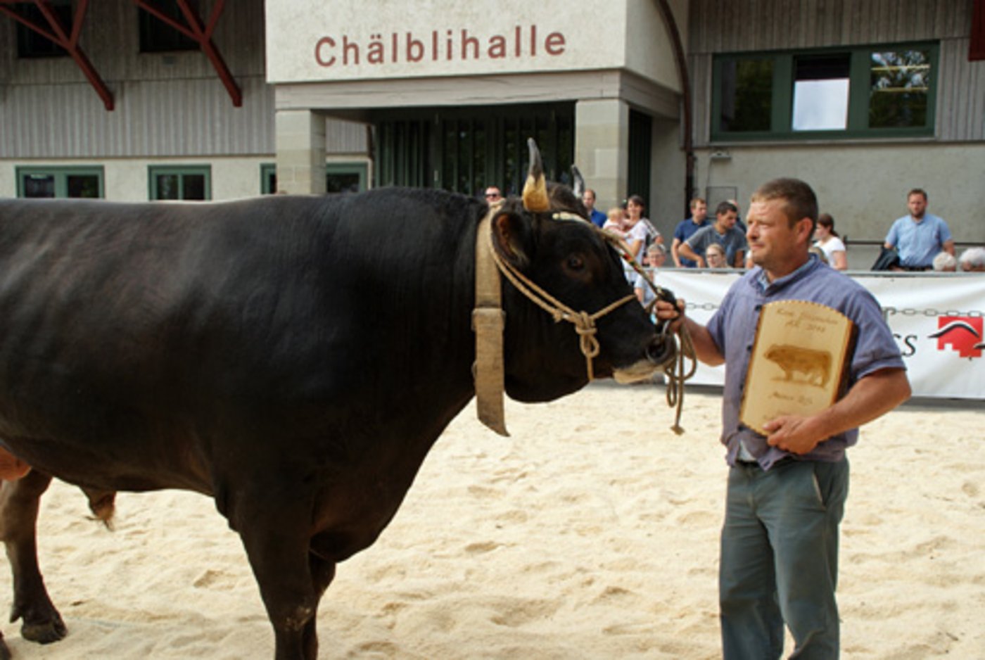 Guido von Jakob Frick aus Schachen gewann die Brown Swiss-Kategorie an der Herisauer Stierenschau. (Bild Michael Götz)