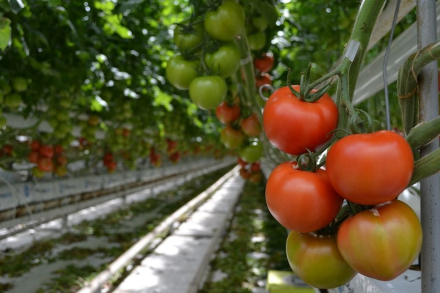 Viele Anfragen um Unterstützung von Gemüsebauern und Obstproduzenten überzeugten die EU nicht. (Bild: jw)