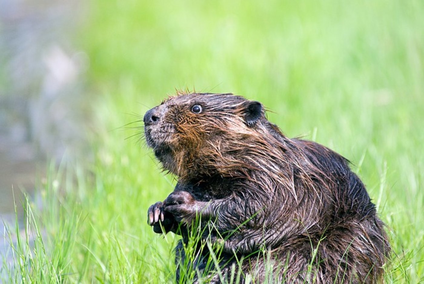 Im Sachplan soll unter anderem auch festgelegt werden, wie man mit Wildtierkonflikten, etwa mit Bibern, umgehen will. (Bild Pixabay)
