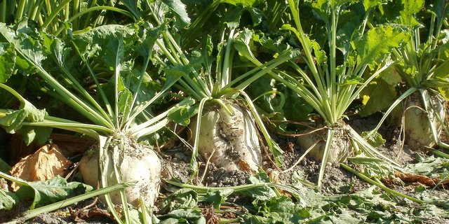 Die Anbaubereitschaft muss genügend hoch gehalten werden, um die Fabriken auszulasten. (Bild Pixabay)