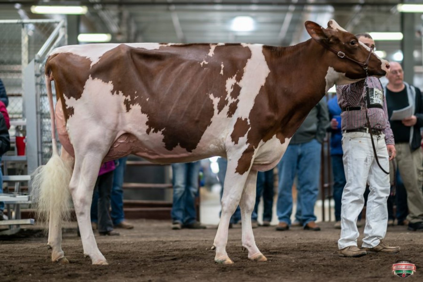 Reserve-Grand-Champion wurde Schluter Shelby Awesome Lee. (Bilder zVg) 