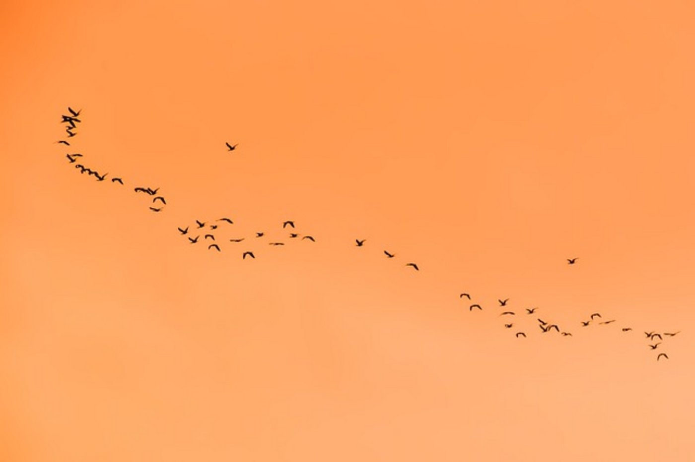 Die "Langstrecken-Flieger" sind von globalen Veränderungen besonders stark betroffen. (Bild Pixabay)