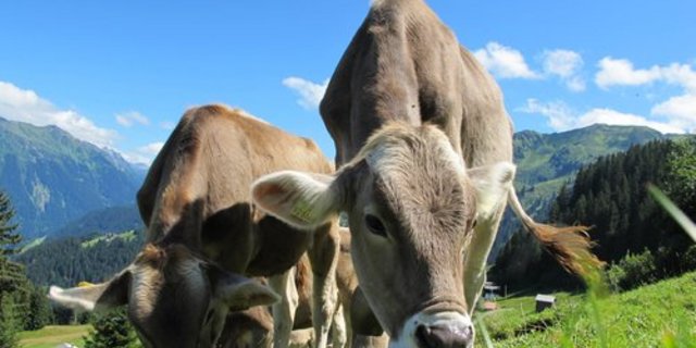 Der Rindviehbestand in Österreich ist stabil. Bei Milchkühen ist eine Verschiebung ins Berggebiet ersichtlich. (Bild pd)
