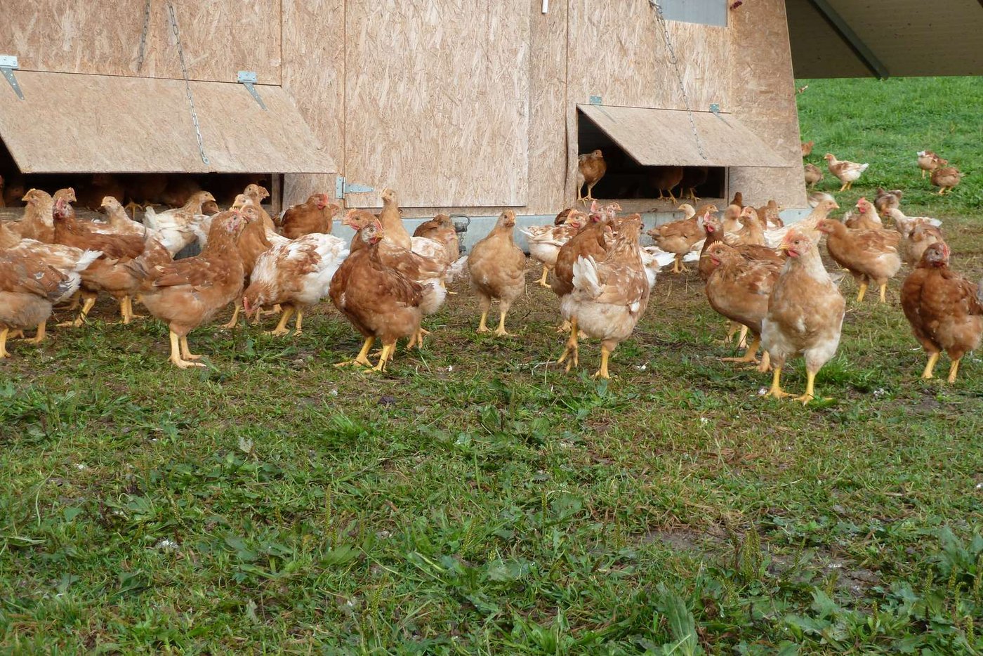 Weltweit werden 1,5 Prozent der Landwirtschaftsfläche biologisch bewirtschaftet. (Symbolbild BauZ)