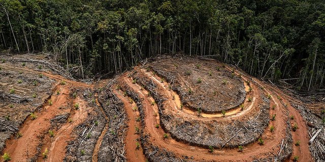 Nachhaltiges Palmöl komme von lokalen und indigenen Gemeinschaften, so Greenpeace. In Labels hat die Organisation in dieser Sache kein Vertrauen. (Bild Greenpeace)