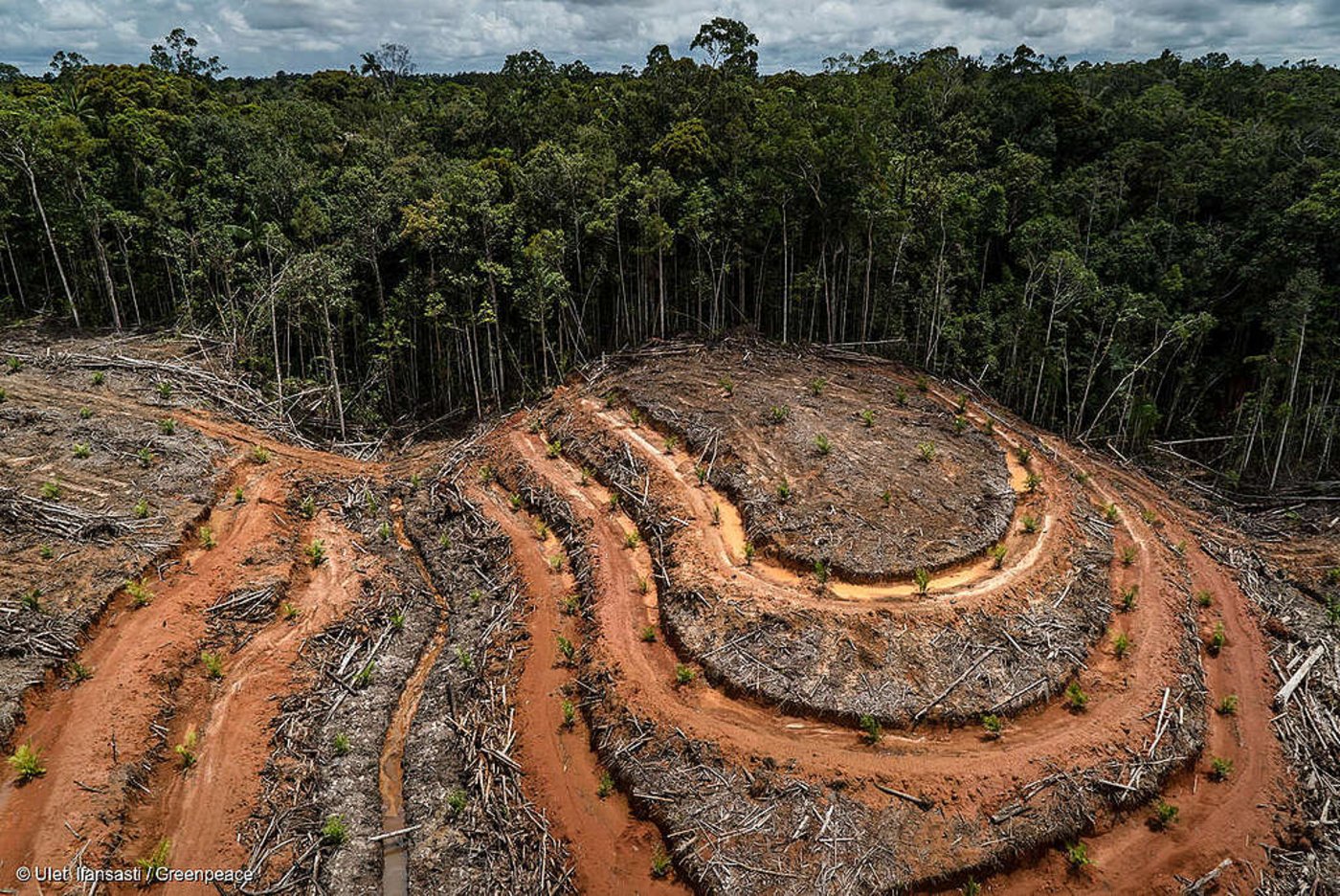 Nachhaltiges Palmöl komme von lokalen und indigenen Gemeinschaften, so Greenpeace. In Labels hat die Organisation in dieser Sache kein Vertrauen. (Bild Greenpeace)