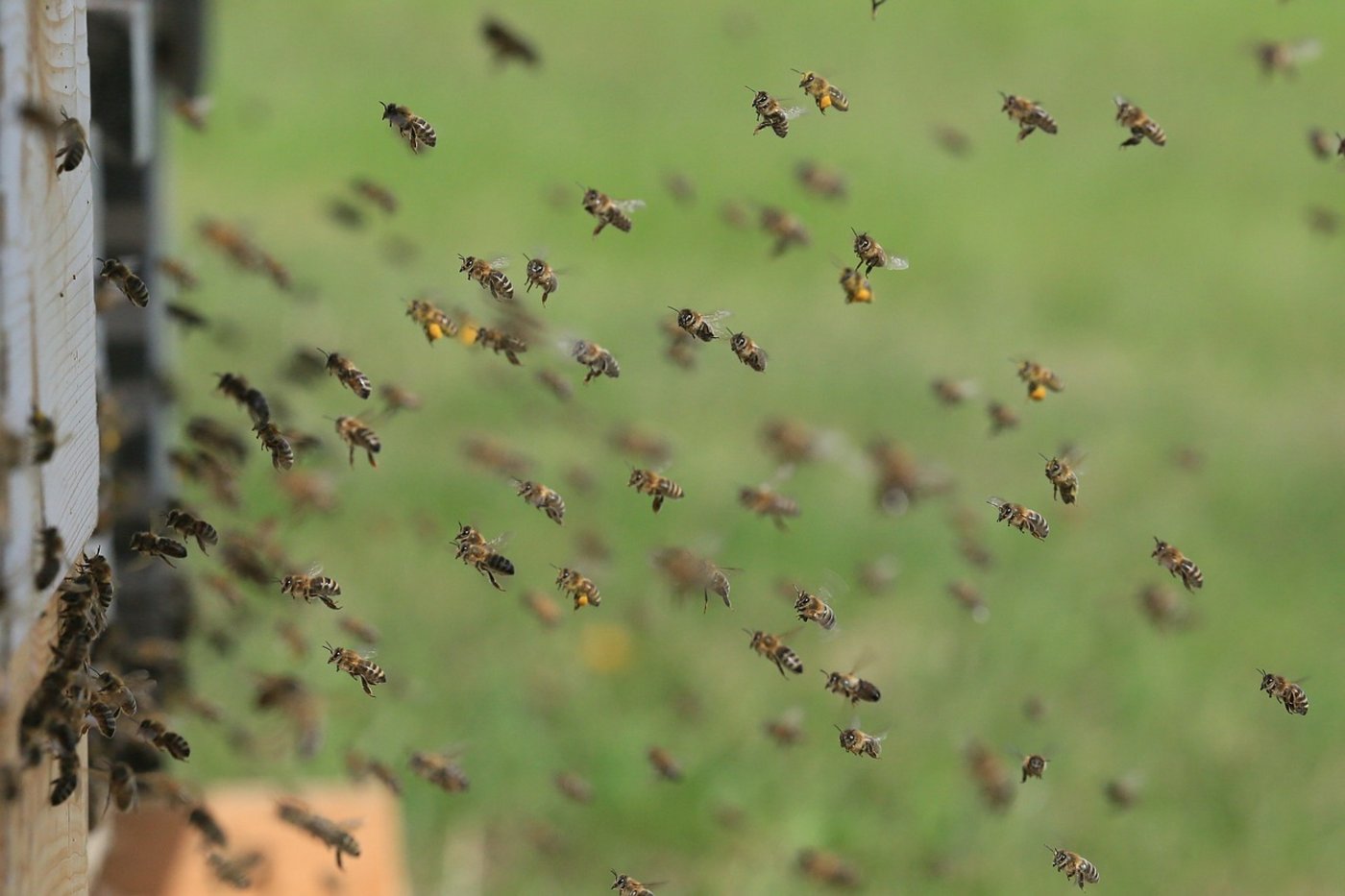 Zwei von insgesamt 14 Bienenstöcken wurden durch das Feuer zerstört. (Symbolbild Pixabay)
