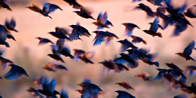 Zugvoegel1.jpg
