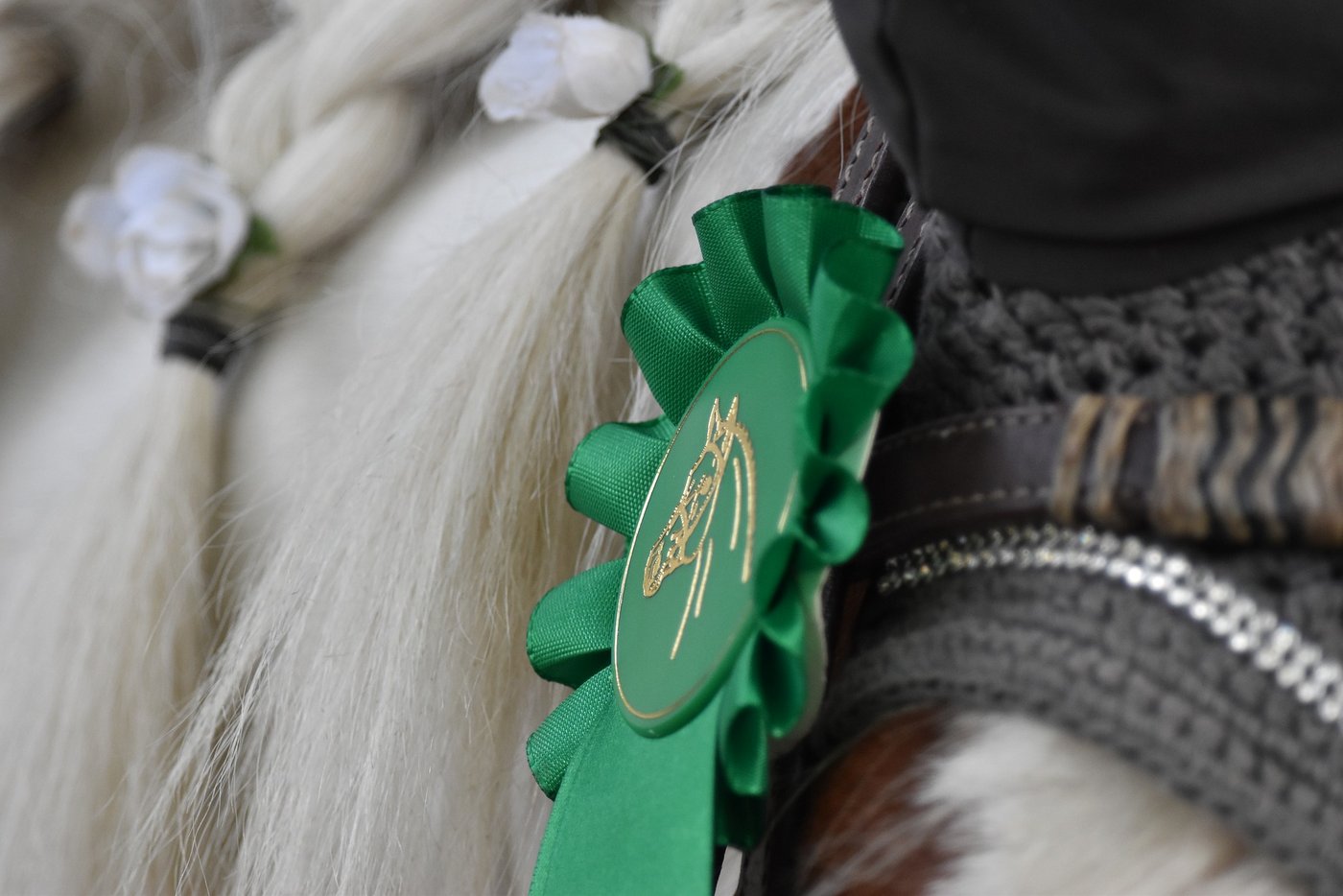 Das Swiss Breed Classic vom 14. November 2020 ist abgesagt. (Bild pixabay)
