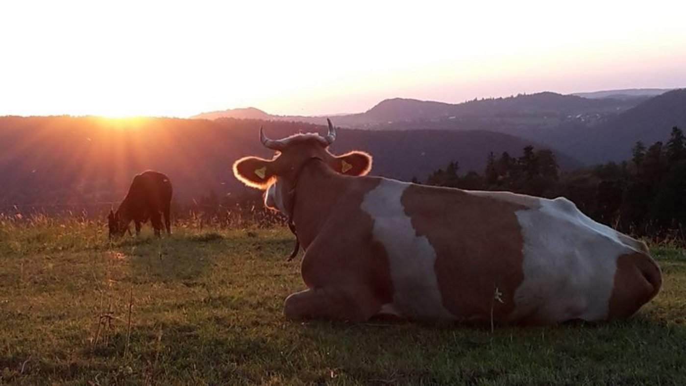 Die geplante Initiative fordert ein Enthornungsverbot. Die erste hatte Beiträge für nicht enthornte Tiere gefordert. (Bild Jean-Ulrich Sprunger/IG Hornkuh)