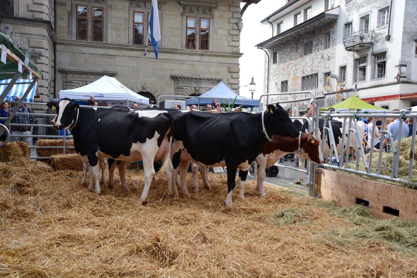 Die Ausstellung der Milchkühe mitten in der Stadt Luzern sorgte bereits in vorherigen Jahren für  Begeisterung. (Bild js)