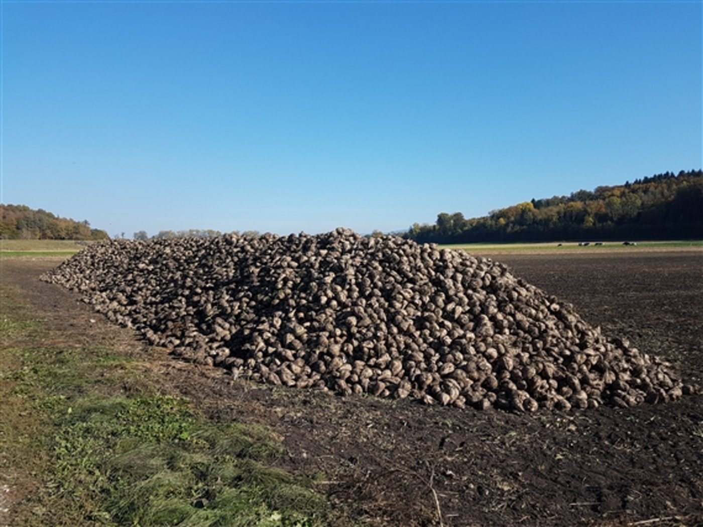 Die «Königin der Ackerkulturen»  steht unter Druck: Zuckerrüben warten auf den Transport in die Zuckerfabrik in Aarberg m Oktober 2017. (Bild ji) 