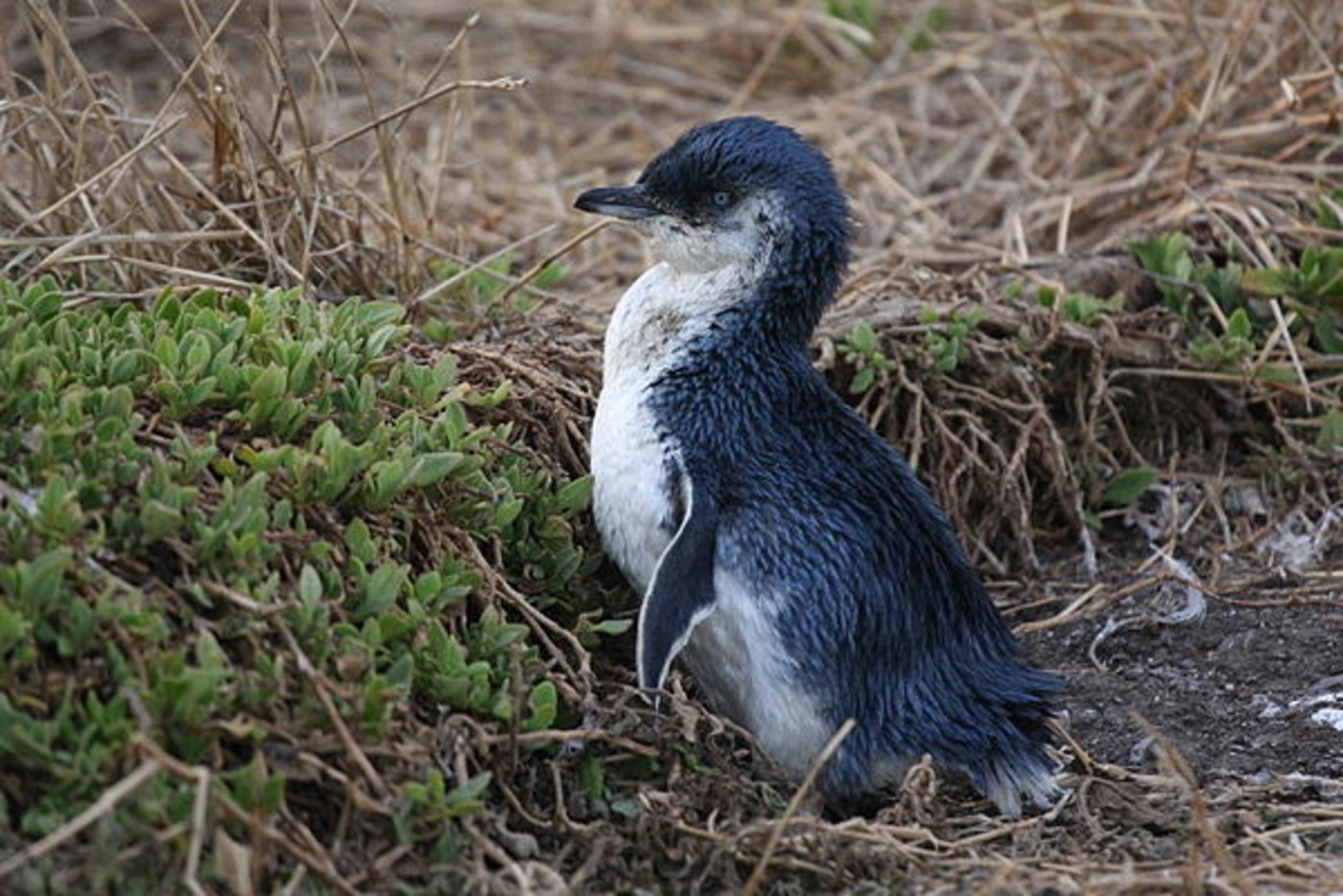 Zwergpinguine sind die kleinesten Pinguine der Welt. (Bild Magnus Kjaergaard)