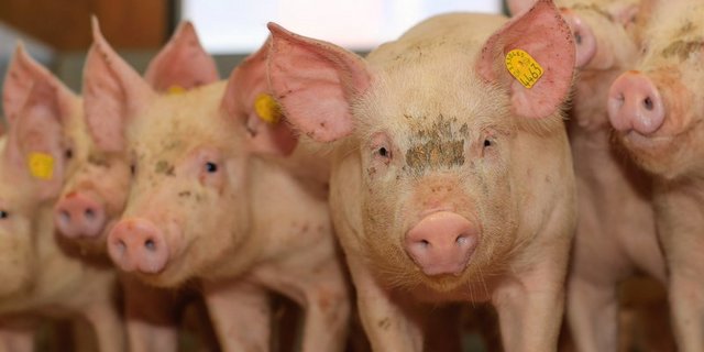 In den ersten sechs Monaten dieses Jahres wurde von der Ukraine mehr Schweinefleisch aus dem Ausland eingekauft als im Vorjahr. (Symbolbild Peter Röthlisberger)