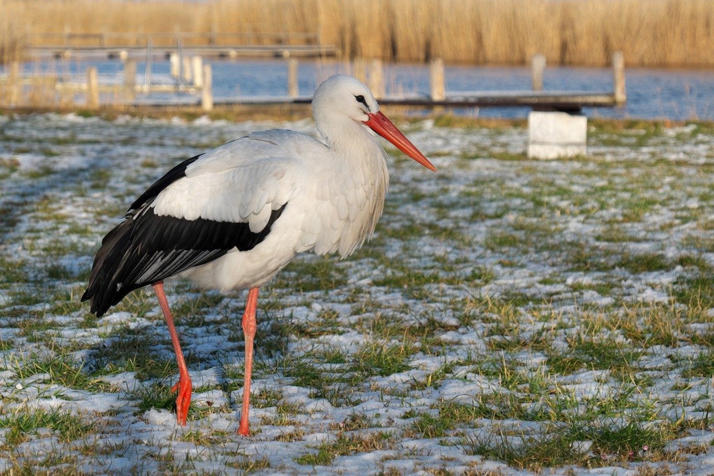 Störche sind leicht zu erkennen: Sie haben ein weisses Gefieder mit schwarzen Arm- und Handschwingen, Schnabel und Beine sind leuchtend rot. Der ganze Vogel misst etwa 110 Zentimeter und hat eine Flügelspannweite von über zwei Metern. (Bild rusterche/Pixabay)