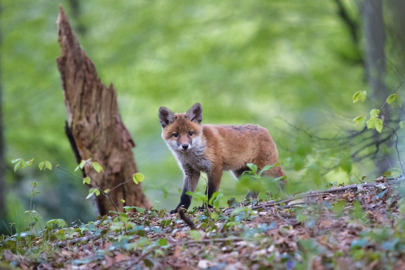 Der Fuchs ist mittlerweile zum Kulturfolger geworden. Neue Studien weisen darauf hin, dass die Tiere schon seit langer Zeit vom Menschen zurückgelassene Abfälle fressen. (Bild Pixabay)