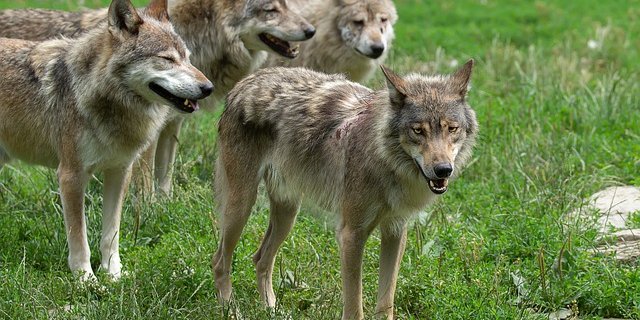 Eine Abschuss-Bewilligung dürfte in Zukunft leichter erteilt werden, um auch Hobbyschäfer vor Schäden zu schützen. (Bild Pixabay)