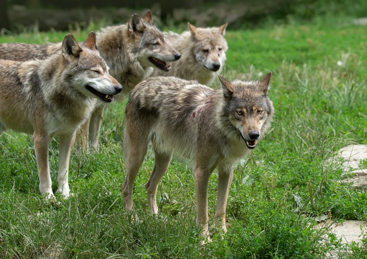 Eine Abschuss-Bewilligung dürfte in Zukunft leichter erteilt werden, um auch Hobbyschäfer vor Schäden zu schützen. (Bild Pixabay)