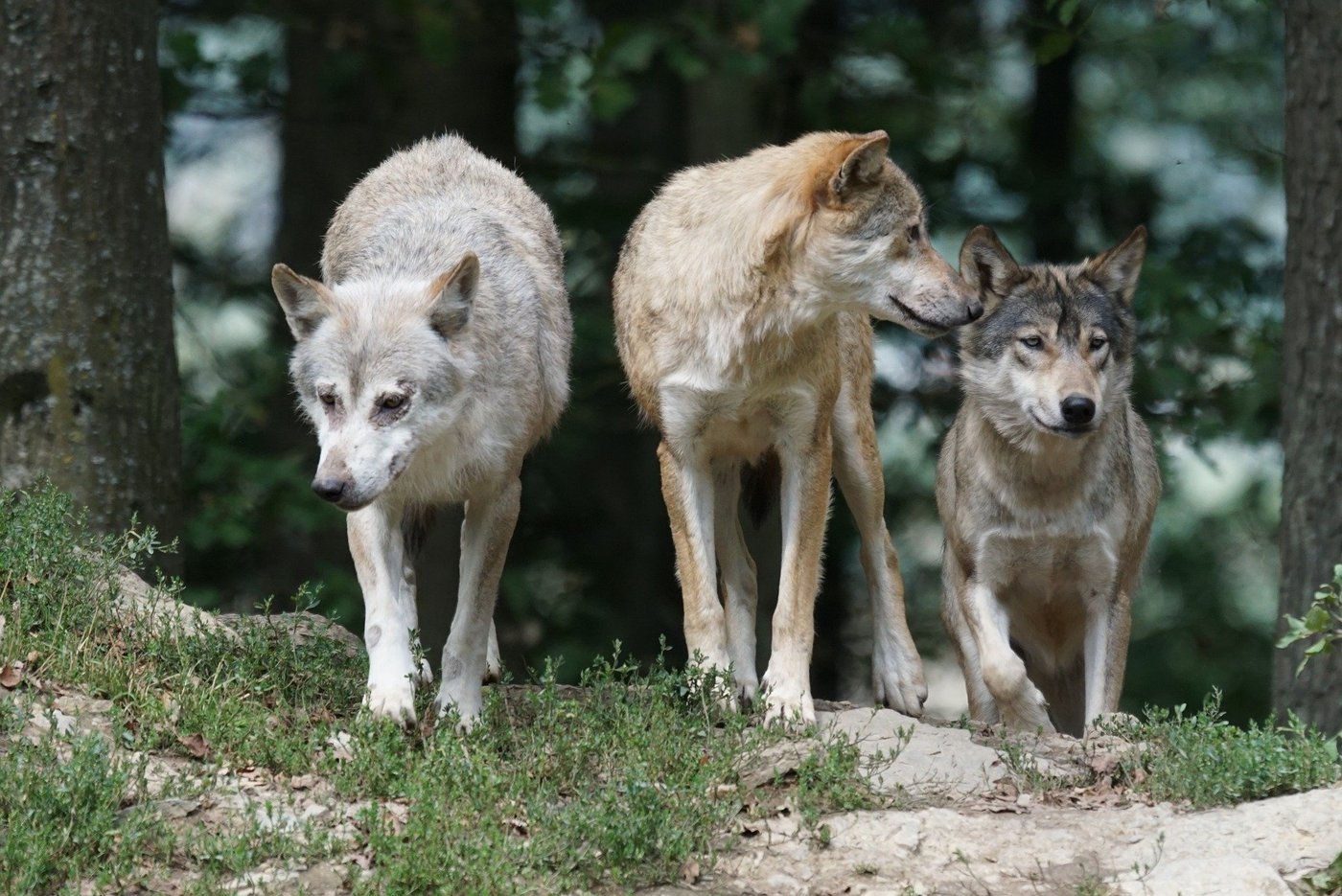 Auf einer Alp in St. Gallen wurden 19 weitere Schafe gerissen. (Bild Marcel Langthim/pixabay)