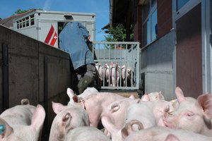 Proviande: Ombudsstelle Tierwohl als brancheninterne Lösung für Tierschutzverstösse Bei einer Online-Meldung an die neue Ombundsstelle wird angegeben, wo ein Verstoss gegen Tierschutzvorschriften gesehen wurde – z. B. beim Tiertransport oder auf einem Schlachtviehmarkt. (Symbolbild BauZ)
