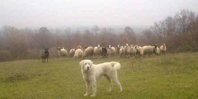 schutzhund.jpg