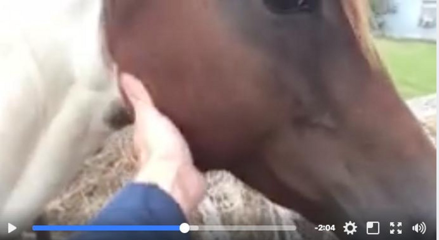 Einige Tage nach dem Hurrikan findet ein texanischer Farmer seine verängstigten Tiere wieder. (Bild Screenshot Youtube)
