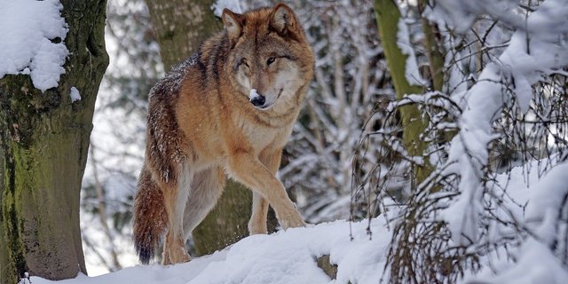 Um schneller und effizienter gegen Wölfe mit problematischem Verhalten vorgehen zu können, soll das kantonale Wolfskonzept angepasst werden. (Bild Pixel-mixer/Pixabay)