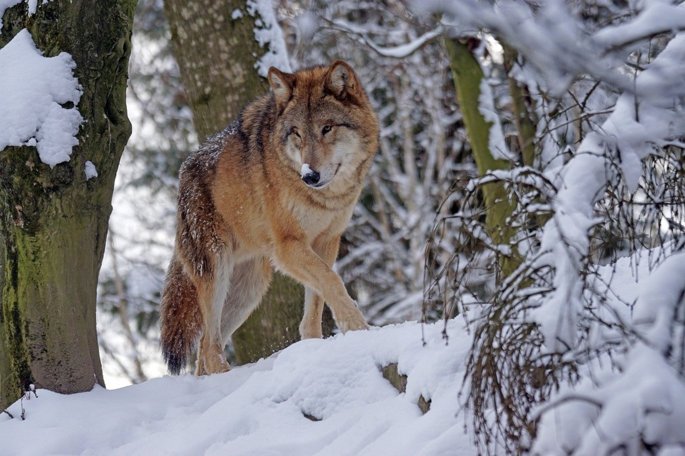 Um schneller und effizienter gegen Wölfe mit problematischem Verhalten vorgehen zu können, soll das kantonale Wolfskonzept angepasst werden. (Bild Pixel-mixer/Pixabay)