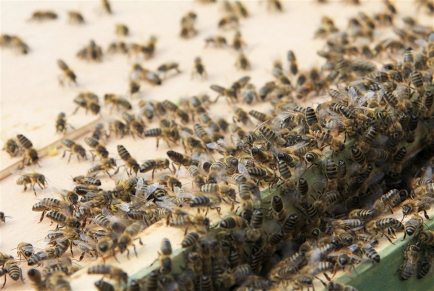 Im April hatten viele Imker im Raum Zäzwil BE grosse Bienenverluste zu beklagen. (Bild: Maja Dumat / pixelio.de)