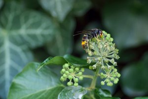 Invasive Asiatische Hornisse erstmals in Genf gefunden Typisch für die Asiatische Hornisse (Vespa velutina) ist ein breiter oranger Streifen am Hinterleib und eine feine gelbe Binde am ersten Segment, Ausserdem hat sie gelbe Beinenden und eine orange Kopfvorderseite. (Bild Fablegros/Pixabay)