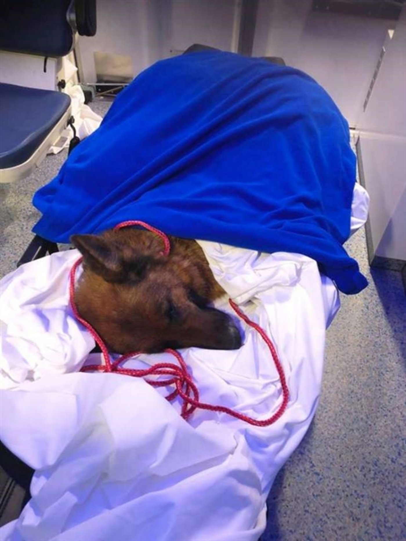 Rapunzel nach ihrer Rettung. Sie lag seit Mitte Februar im Tierspital Zürich. (Bild Schutz & Rettung)