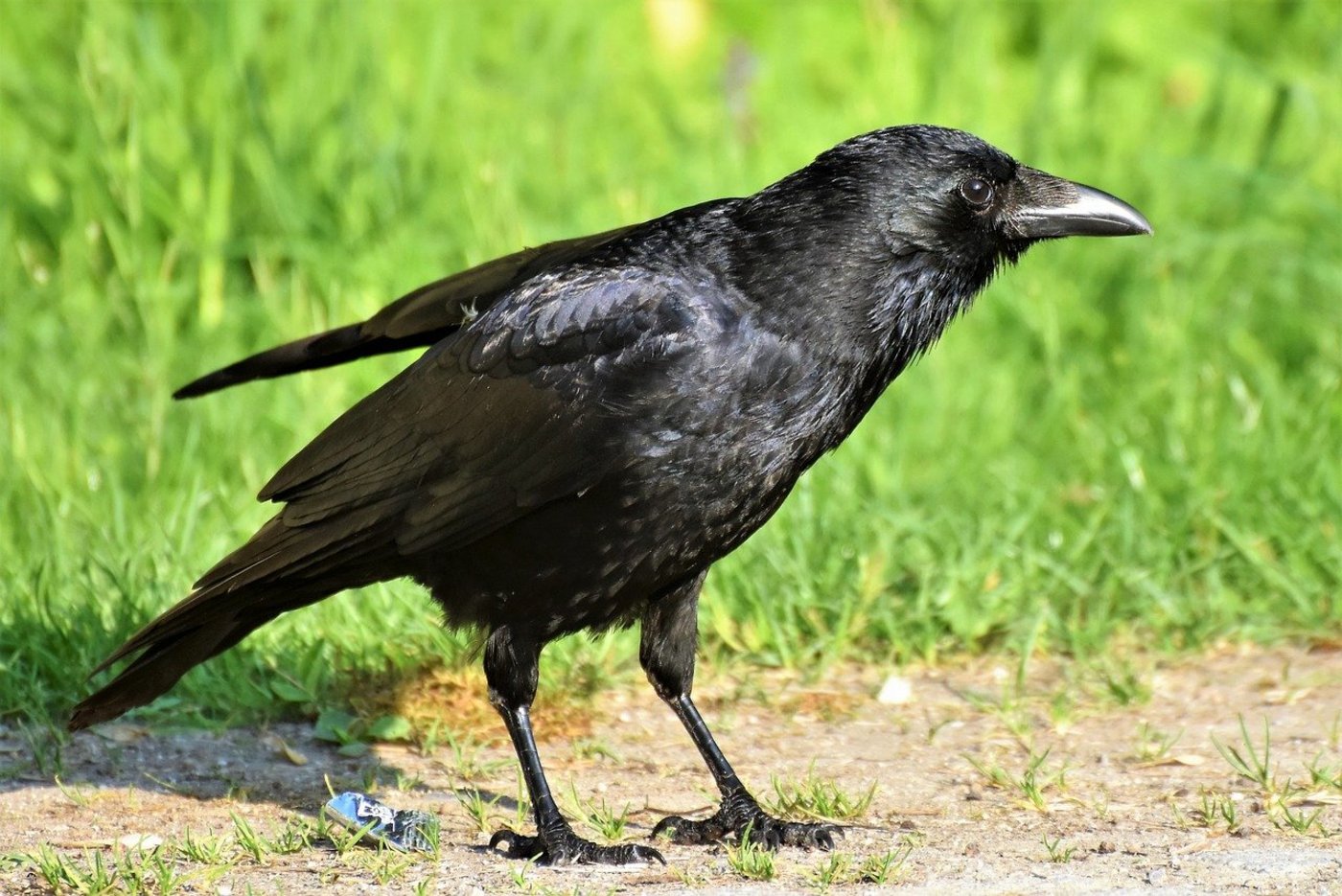 Da die mit Vogelgrippe infizierte Krähe im Bodenseegebiet gefunden wurde, gelten in dieser Region nun weitergehende Massnahmen, um eine Verschleppung des Virus zu verhindern. (Bild Capri23auto/Pixabay)