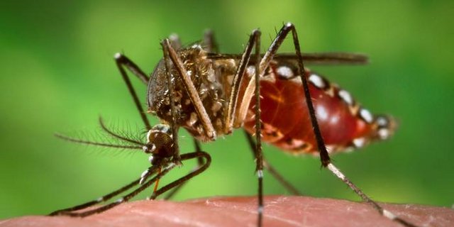 Die gentechnisch veränderten Mücken könnten robuster sein gegen Insektizide, so die Befürchtung. (Bild Wikipedia)
