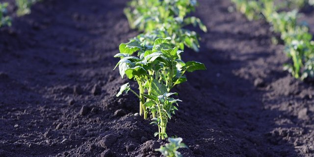Die preisliche Basis für die Kartoffelernte 2018 ist gelegt. (Bild Pixabay)