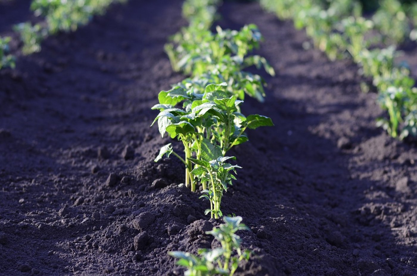 Die preisliche Basis für die Kartoffelernte 2018 ist gelegt. (Bild Pixabay)