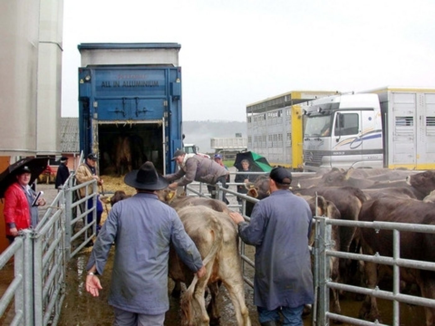 Ein neuer EU-Bericht widmet sich dem Thema Tiertransport - dort gibt es offenbar erhebliches Verbesserungspotenzial. (Symbolbild BauZ)