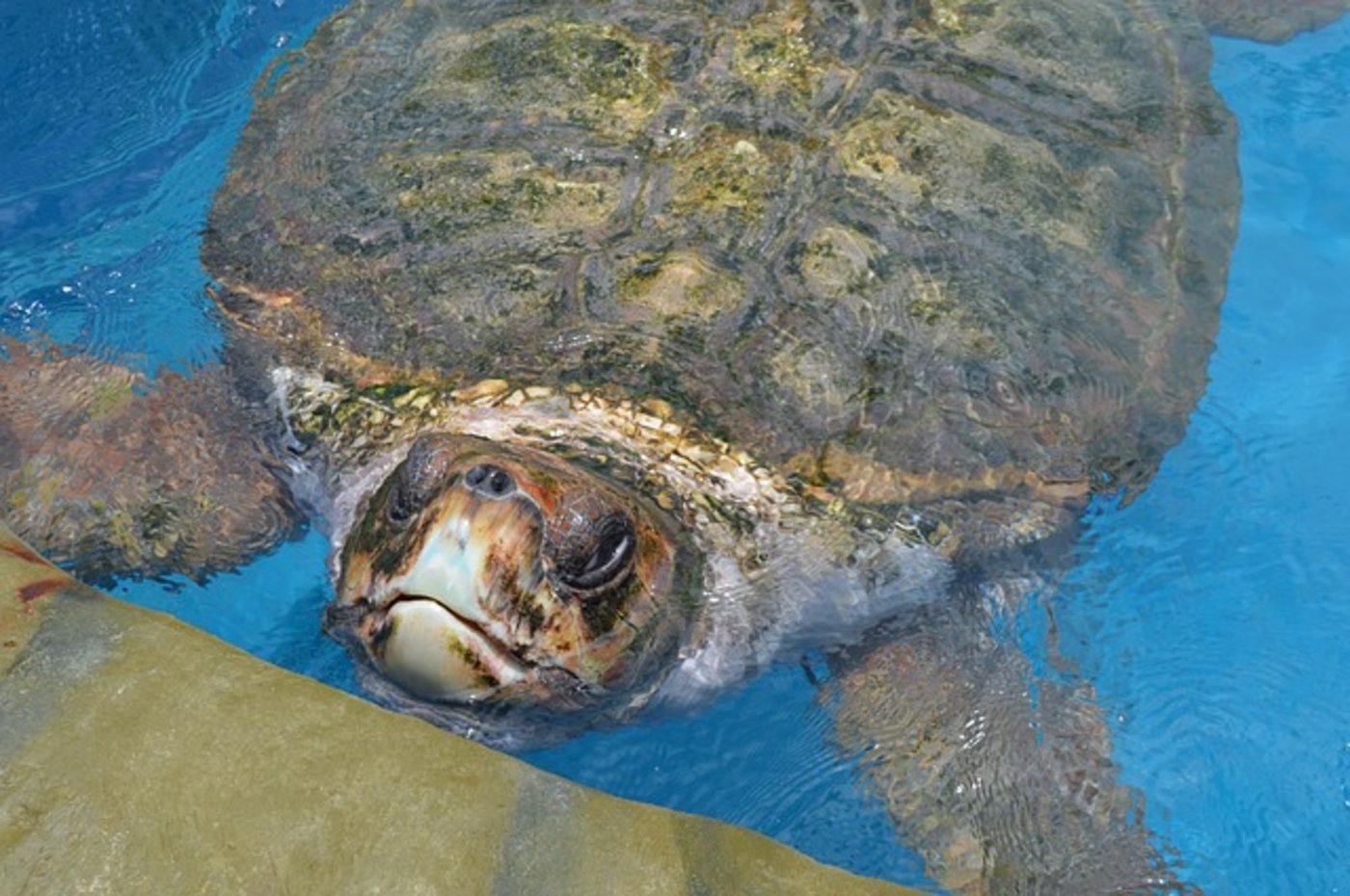 Die Schildkröten verfingen sich im Müll. (Symbolbild pixabay)
