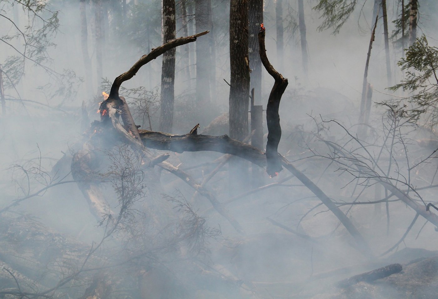 Waldbrände in diesem Ausmass sind in Schweden eine Seltenheit. (Symbolbild Pixabay)