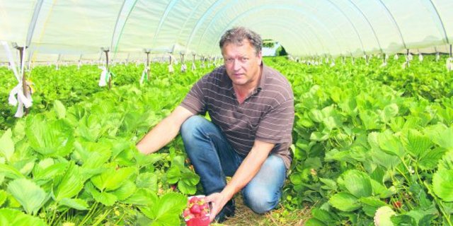 Erdbeerenpflanzer Willi Staubli in einem seiner Erdbeertunnel. Seit dem 8. Mai werden in seinen Tunnels Erdbeeren gepflückt. Staubli pflanzt 1,5 Hektaren Erdbeeren in Plastiktunnels. (Bild Hans Rüssli)