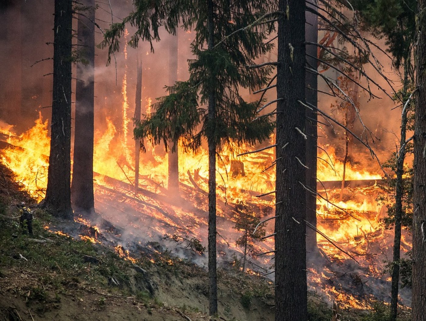 Laut dem italienischen Bauernverband Coldiretti wurden in diesem Jahr bereits 140'000 Hektar Wald durch Brände vernichtet. (Symbolbild Pixabay)