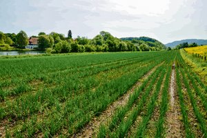 Neue Wirkstoff-Verbote: Es entsteht eine grosse Lücke im Gemüsebau Zwiebelgemüse wächst nicht bodenbedeckend. Eine regelmässige Unkrautbehandlung istdeshalb notwendig. (Bild Hans Ott)