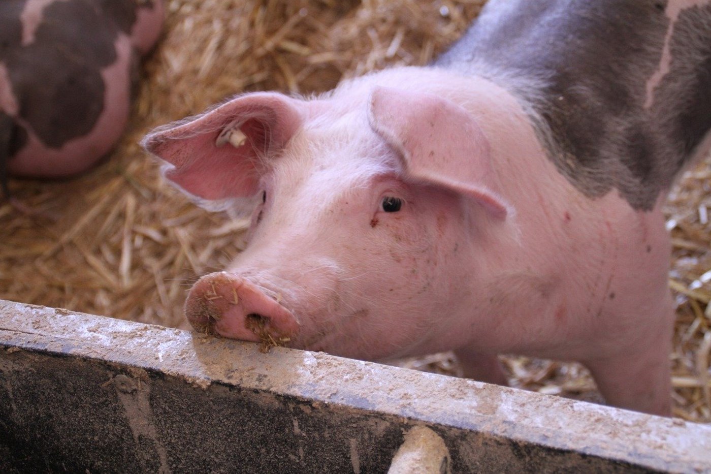 Aus Sicht der Umweltverbände müssten die überdurchschnittlich hohen Nutztierbestände im Kanton Luzern reduziert werden. Es gebe zu viele Tiere, als die Umwelt vertragen könne. (Bild Pixabay)