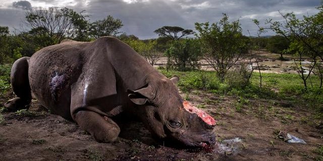 01-Memorial-to-a-species-Brent-Stirton-Wildlife-Photographer-of-the-Year.jpg
