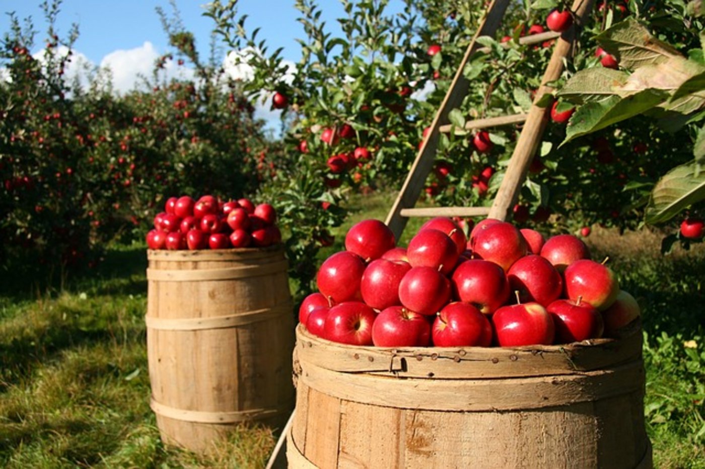 Die Lager wurden im 2018 um rund 35 Tonnen weniger reduziert als im Vorjahr. (Bild pixabay)