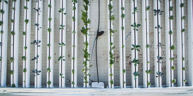 Die Fenaco Landesprodukte sieht im Vertical Farming eine Möglichkeit, künftig nachhaltiger und gesünder Lebensmittel zu produzieren. (Bild lid) 